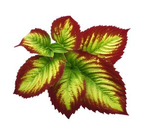 Horny Goat Weed Extract